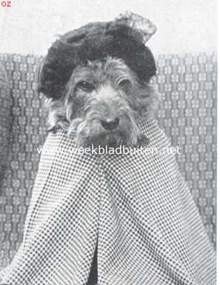 Onbekend, 1925, Onbekend, Tom de airedale-terrier in zijne vermommingen. Tante op bezoek