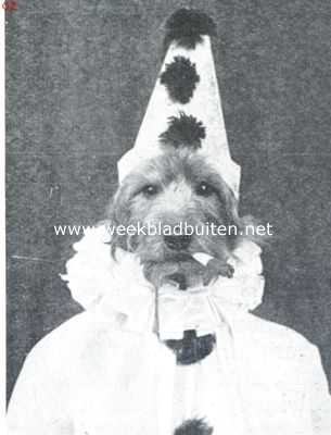 Tom de airedale-terrier in zijne vermommingen. Als Pierrot op het gemaskerde bal