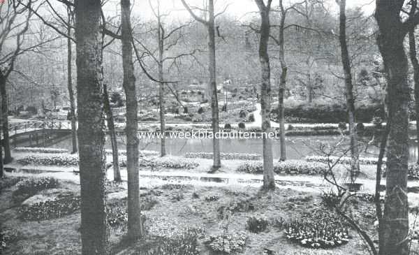 De Voorjaarsbloemententoonstelling te Heemstede. Bloemenpracht tusschen de boomen, een der tooverachtigste plekjes der vollegrondstentoonstelling