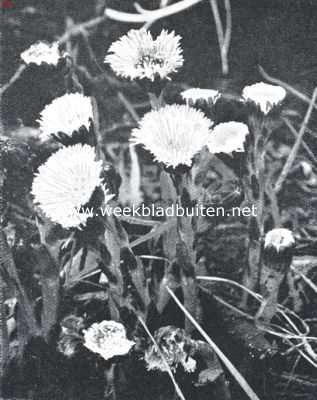 Onbekend, 1925, Onbekend, Lenteboden. Tussilago Farfara, klein hoefblad 2