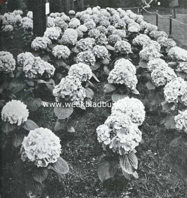 De Voorjaarsbloemententoonstelling te Heemstede. Collectie gekleurde Hortensia's van D. Baardse, Aalsmeer