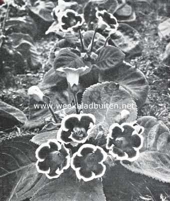 De Voorjaarsbloemententoonstelling te Heemstede. Gloxinia's, inzending van Huize de Belvdre, Overveen (Tuinbaas H. Heesberge)