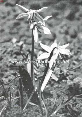 Onbekend, 1925, Onbekend, Lenteboden. Scilla Siberica. Sterhyacinth