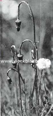 Onbekend, 1925, Onbekend, Bloemen van den voorzomer. Uitgebloeide Tussilago Farfara, klein hoefblad