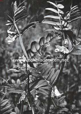 Bloemen van den voorzomer. Vicia Sepium, heggewikke