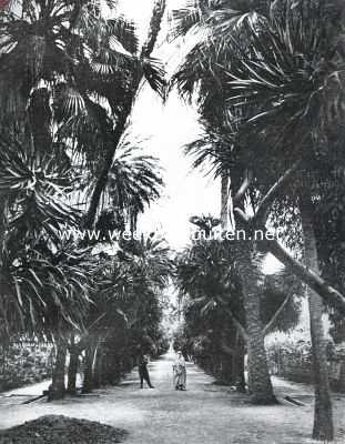 Algerije, 1925, Algiers, Naar Algiers. Laan in de Jardin de Dsert
