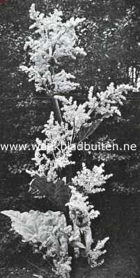 Onbekend, 1925, Onbekend, Bloemen van den voorzomer. Rhabarber, Rheum Rhaponticum
