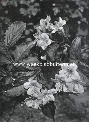 Bloemen van den voorzomer. Weigelia Diervillea Rosea