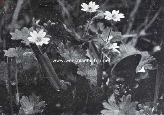 Bloemen van den voorzomer. Geranium Pyrenaicum, Pyreneesche ooievaarsbek