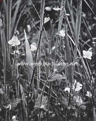 Onbekend, 1925, Onbekend, Bloemen van den voorzomer. Veronica Chamaedrys, gewone eereprijs