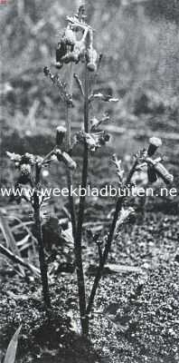 Bloemen van den voorzomer. Senecio Vulgaris, kruiskruid