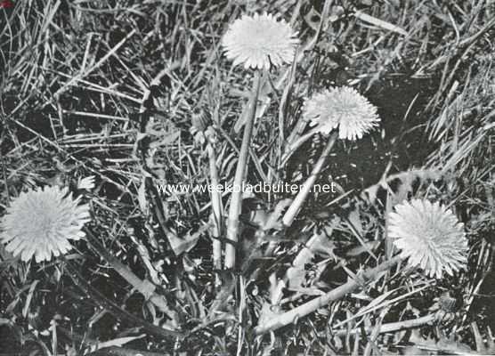 Onbekend, 1925, Onbekend, Bloemen van den voorzomer. Taraxacum Officinale, paardebloem