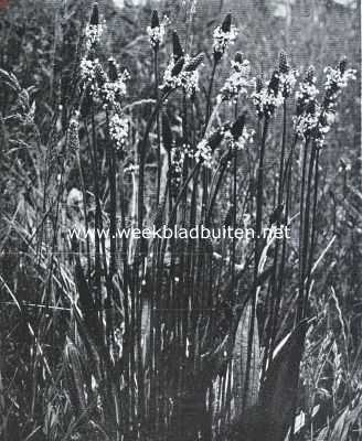 Onbekend, 1925, Onbekend, Bloemen van den voorzomer. Plantago Lanceolata, smalbladige weegbree