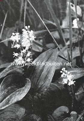 Bloemen van den voorzomer. Majanthemum Bifolium, dalkruid