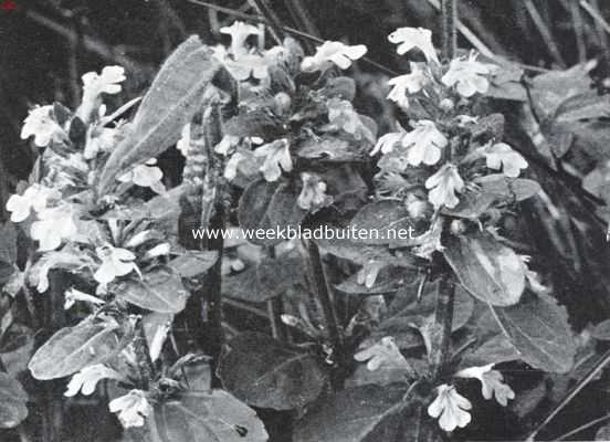 Onbekend, 1925, Onbekend, Bloemen van den voorzomer. Ajuga Reptans, kruipend zenegroen