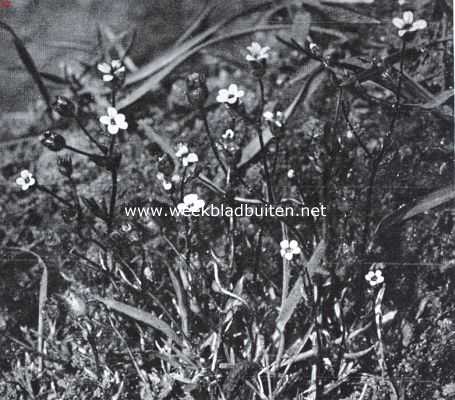 Bloemen van den voorzomer. Saxifraga Tridactyites, kandellaartje