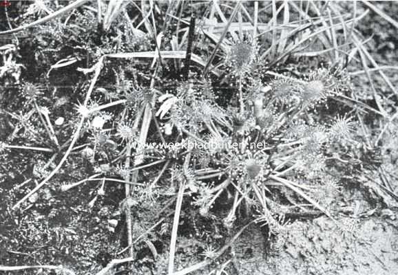 Onbekend, 1925, Onbekend, Bloemen van den voorzomer. Drosera Intermedia, kleine zonnedauw