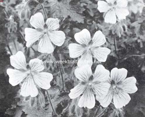 Onbekend, 1925, Onbekend, Bloemen van den voorzomer. Geranium Pratense, wilde ooievaarsbek