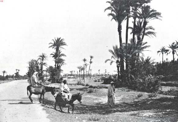 Marokko, 1925, Marrakesh, De vier voornaamste steden van Marokko, gezien door een Italiaan. Het Palmenbosch bij Marrakesj