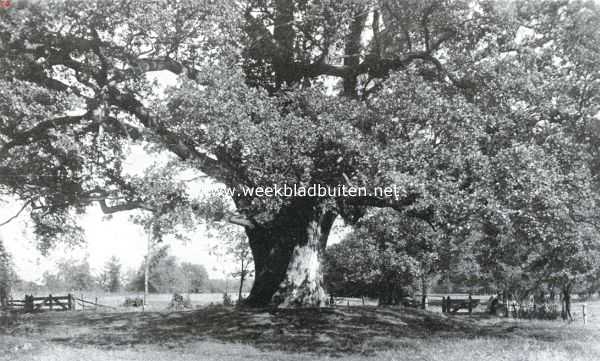 Overijssel, 1925, Delden, Eikeboom te Oele bij Delden. Deze boom, die een omtrek van niet minder dan 8 M. had en de dikste boom van ons land werd genoemd, is door den cycloon op 10 Augustus j.l. vernield