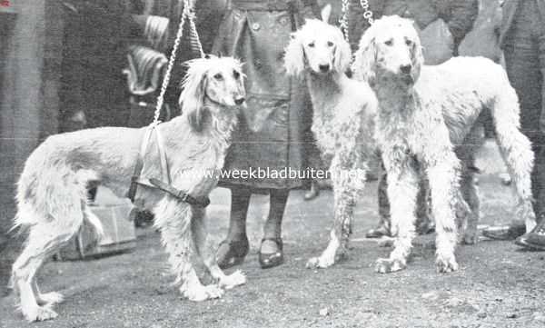 Onbekend, 1925, Onbekend, Afghaansche windhonden