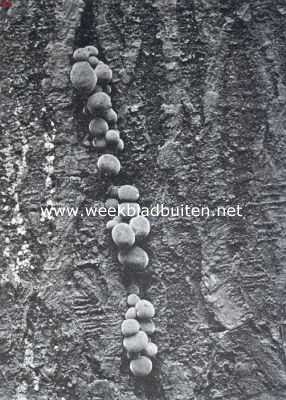 Onbekend, 1925, Onbekend, Zwammenleven in het Najaar. Collybia Velutipes. Jonge fluweelpootjes komen te voorschijn uit een scheur in de boomschors