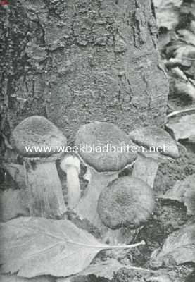 Onbekend, 1925, Onbekend, Zwammenleven in het Najaar. Cortinarius. De gordijnzwam. Ontleent haar naam aan een dun vlies, dat aan den hoedrand hangt