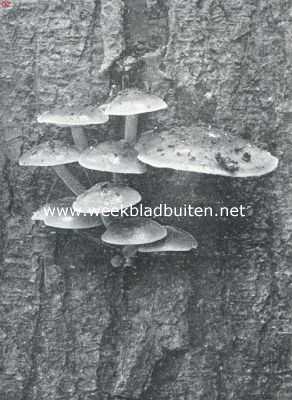 Onbekend, 1925, Onbekend, Zwammenleven in het Najaar. Hypholoma Fasciculare, zwavelkopjes