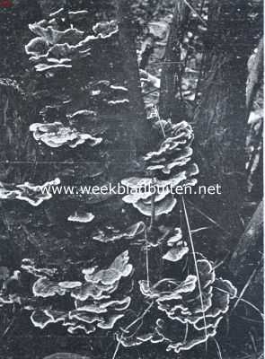 Zwammenleven in het Najaar. Polyporus Versicolor, elfenbankjes