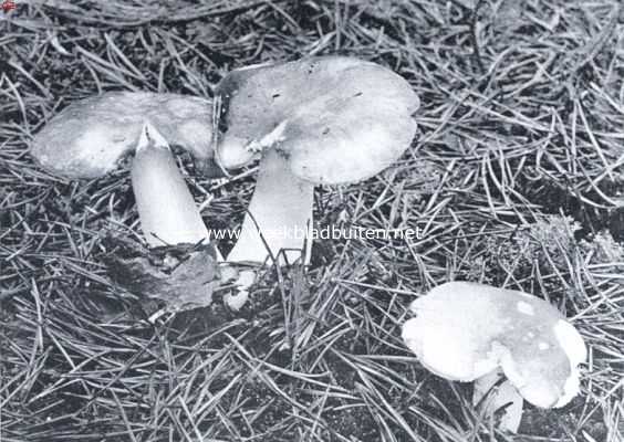 Onbekend, 1925, Onbekend, Zwammenleven in het Najaar. De gasten van het dennebosch, de roode russula's