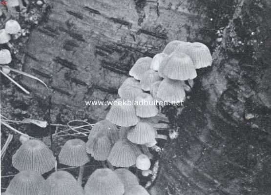 Onbekend, 1925, Onbekend, Zwammenleven in het Najaar. Mycena's, die omhoog lijken te klimmen langs den zilverwitten bast van een berkeboom