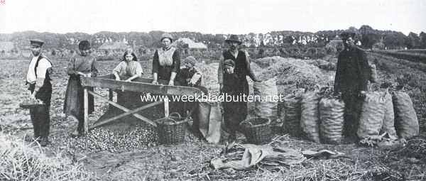 Groningen, 1925, Onbekend, De aardappelcampagne in de Veenkolonin. Het sorteeren en 