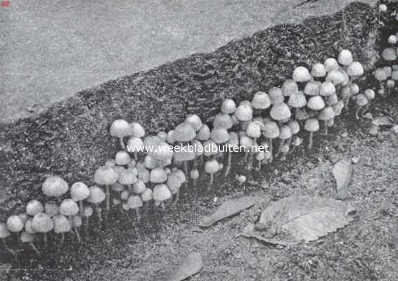 Zwammenleven in het Najaar. Mycena's langs een ouden grafsteen