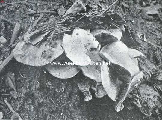 Onbekend, 1925, Onbekend, Zwammenleven in het Najaar. Akkerchampignons, die een dicht bladerendak met vereende krachten omhoog heffen