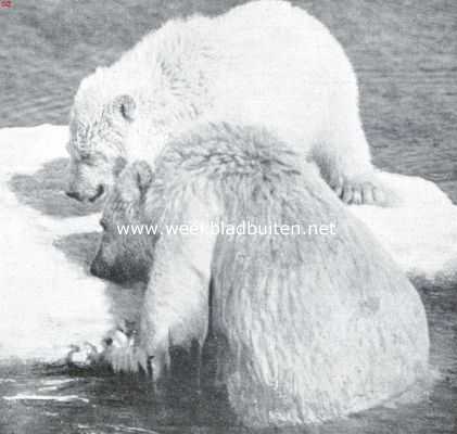 Onbekend, 1925, Onbekend, Het vuistrecht bij de Eskimo's. Jonge berin, die, langen tijd vastgebonden, naar de kust gevoerd zijn, om van spek en traan gereinigd te worden