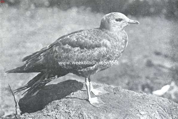 Kleinste jager (Stercovarius Longicaudens)