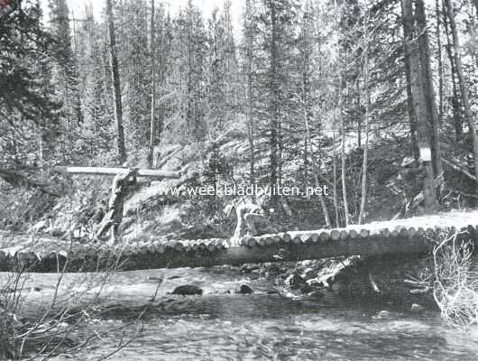 Houtvesters, een brug bouwend in het Arapaho-Woud, Colorado