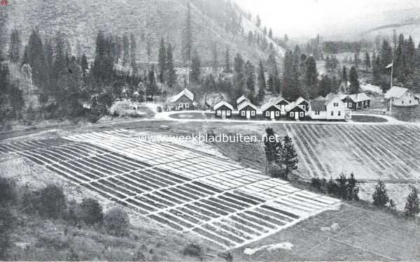 Amerika, 1925, Onbekend, De Amerikaansche National Forests. Kweekerij met broeikassen in het Lolo National Forest, Montana