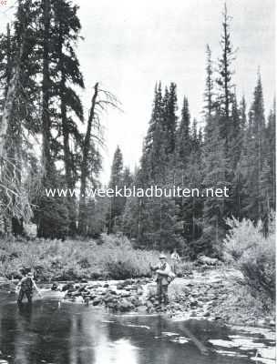 Amerika, 1925, Onbekend, De Amerikaansche National Forests. De White River, National Forest, Colorado