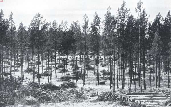 Amerika, 1925, Onbekend, De Amerikaansche National Forests. De Black Hills, National Forest, Zuid-Dakota