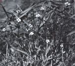 Miniatuurfoto
