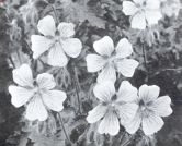 Miniatuurfoto