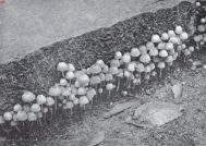 Miniatuurfoto