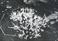 Miniatuurfoto