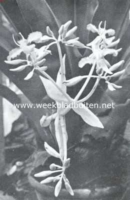 Onbekend, 1926, Onbekend, Een tropische plant als winterbloeister. (Cochliostema Odoratissimum Lem)