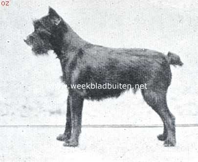 Noord-Holland, 1926, Hoorn, Dwergschnauzer. Nixe v. Chemnitz, 