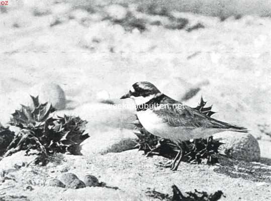 Onbekend, 1926, Onbekend, Bontbekpleviertje bij het nest