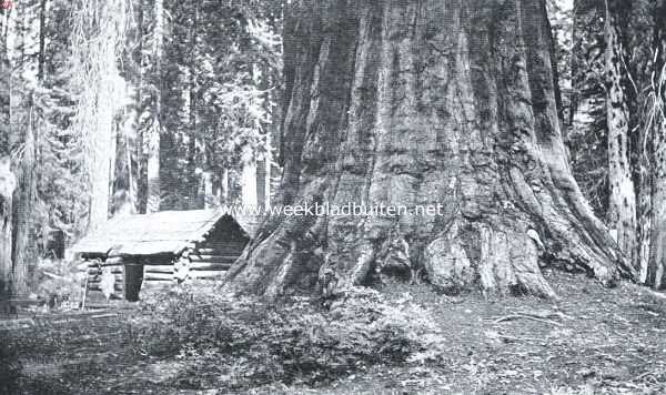 Voet van een duizendjarigen Californischen sequoia-boom