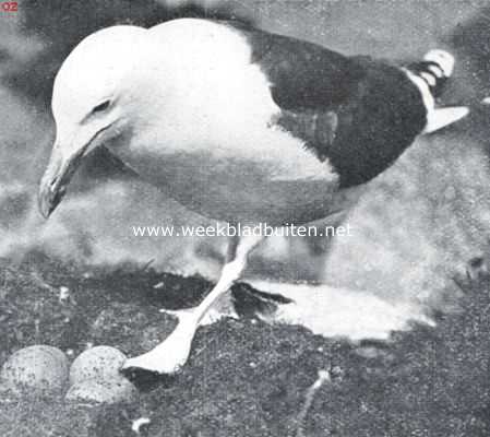 Onbekend, 1926, Onbekend, Groote mantelmeeuw bij zijne eieren