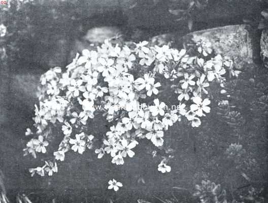 De rotspartij, Phlox Setacea (rose)